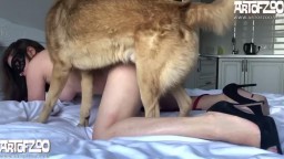 Русское зоо порно  девушки с дворовой собакой