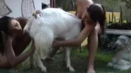 Девушки трахаются с козой, скачать порно рогатый скот