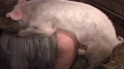 Бабу трахает кабанчик на ферме. Pig porn zoo