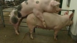 Хряк осеменитель трахает свинью, зоо порно с немецкой фермы