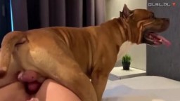 Соня и рыжая собака стафф в русском зоо порно видео