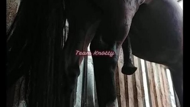 Девушка трахает лошадь с раздвинутыми ногами