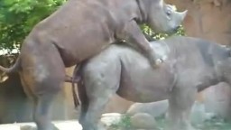 Порно носорогов, видео траза ликих животных