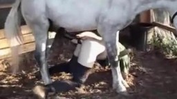 Мужик зоофил срет спермой коня после насилия животным